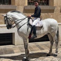 Cavallo Spagnolo