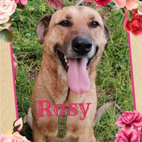 Salviamo Rosy meravigliosa cagnolina in adozione