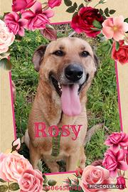 Salviamo Rosy meravigliosa cagnolina in adozione