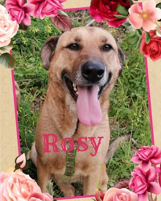 Salviamo Rosy meravigliosa cagnolina in adozione