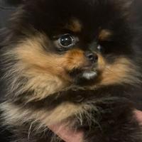 Spitz volpino di Pomerania