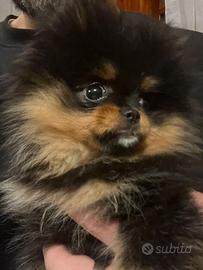 Spitz volpino di Pomerania