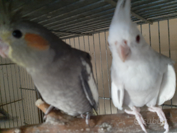 Varie calopsiti giovani ed adulti