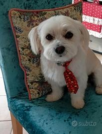 Maltese