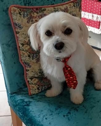 Maltese