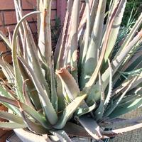 Pianta di Aloe