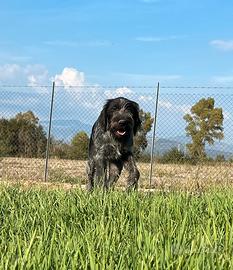 Cucciolona Drahthaar