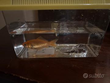 Pesce canarino con acquario piccolo
