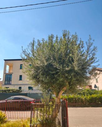 Ulivo ventennale