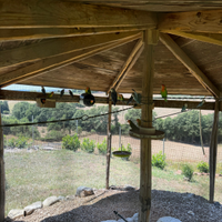 16 pappagalli inseparabili