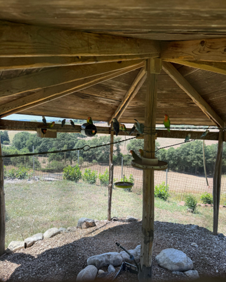 16 pappagalli inseparabili