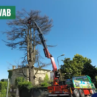 TAGLIO ALBERI GRANDI ALTEZZE