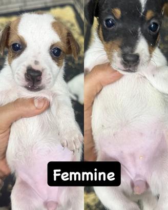 Cuccioli Jack Russel