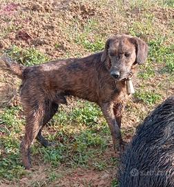 Cane da caccia al cinghiale