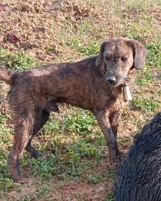 Cane da caccia al cinghiale