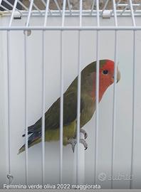 Pappagalli inseparabili