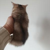 Cucciola di gattina scottish straight