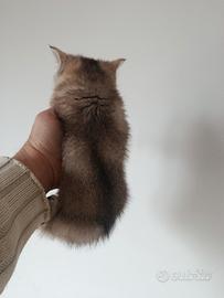 Cucciola di gattina scottish straight