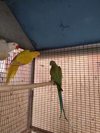 Parrocchetti dal collare