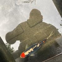 Carpe koi