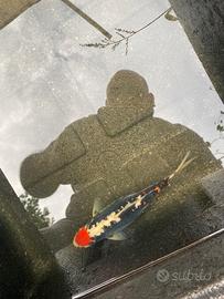 Carpe koi