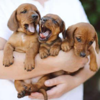 Bassotto kaninchen rosso