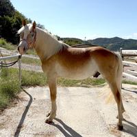 Cavallo Haflinger