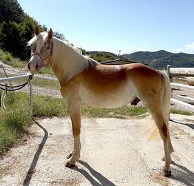 Cavallo Haflinger