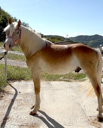 Cavallo Haflinger