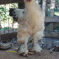 Gallo Brahama Columbia bianco collo nero