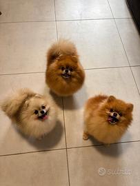 Volpino Pomerania Toy PEDIGREE muso schiacciato