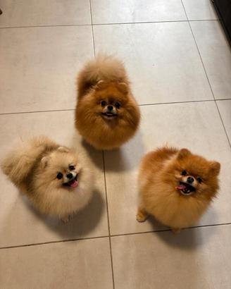 Volpino Pomerania Toy PEDIGREE muso schiacciato