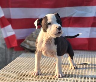 ?American Staffordshire Terrier?