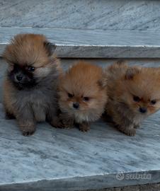 Spitz di pomerania mini toy