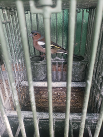 Fringuelli maschi e femmine