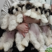 Shih Tzu con pedigree ENCI