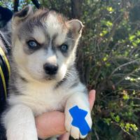 Cuccioli Siberian Husky