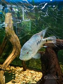 Ciclidi pesci acquario 