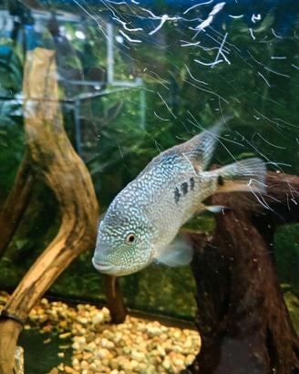 Ciclidi pesci acquario 