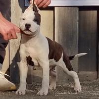 Amstaff cuccioli top quality