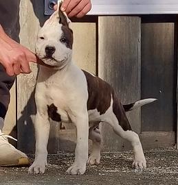 Amstaff cuccioli top quality