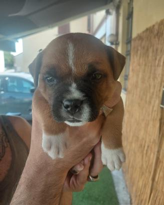 Staffordshire Bull Terrier