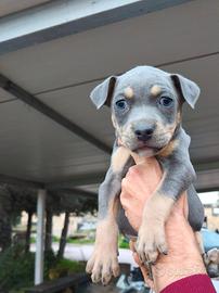 Cuccioli america pitbul terrier