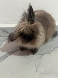 Coniglietta a pelo lungo in adozione a Trieste
