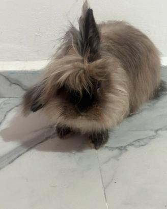 Coniglietta a pelo lungo in adozione a Trieste