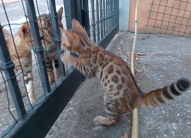 Gatto del Bengala
