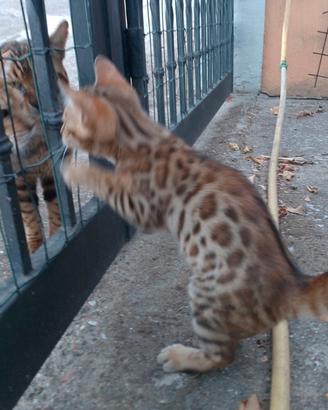 Gatto del Bengala