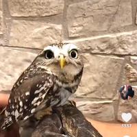 Pulli di civetta athena noctua