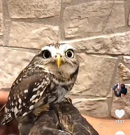 Pulli di civetta athena noctua