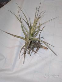 tillandsia 